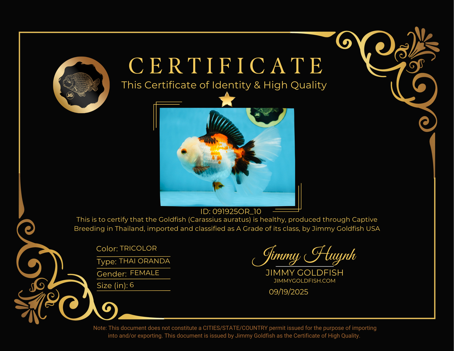 A Grade PUPPY Tricolor Oranda Female 6 inches #091925OR_10