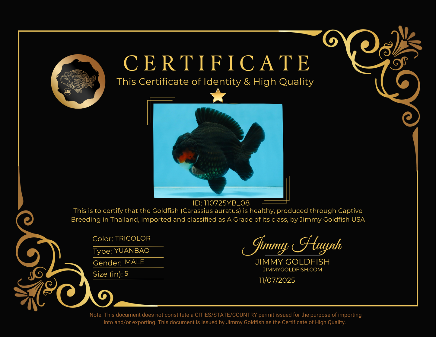 BATMAN A Grade Tricolor Yuanbao Male 5 inches #110725YB_08