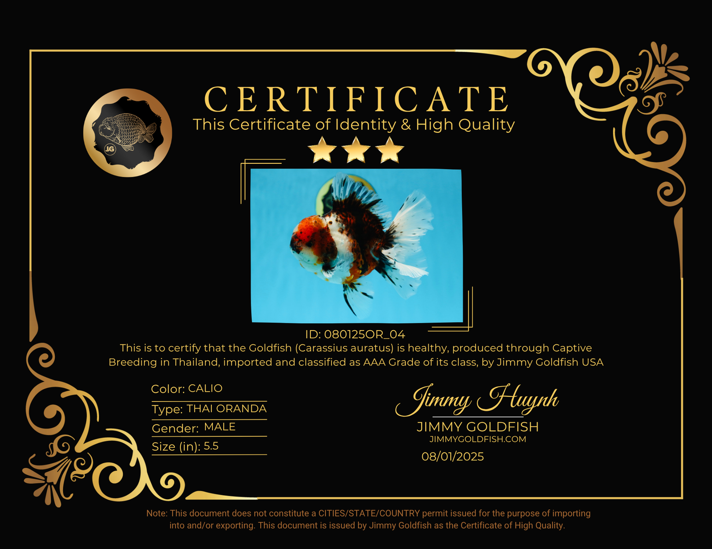 AAA Grade Young Godzilla Calico Oranda Male 5.5 inches #080125OR_04