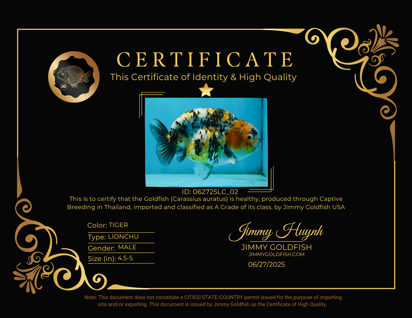 A Grade Tricolor Tiger LionKing 4.5-5 inches #062725LC_02