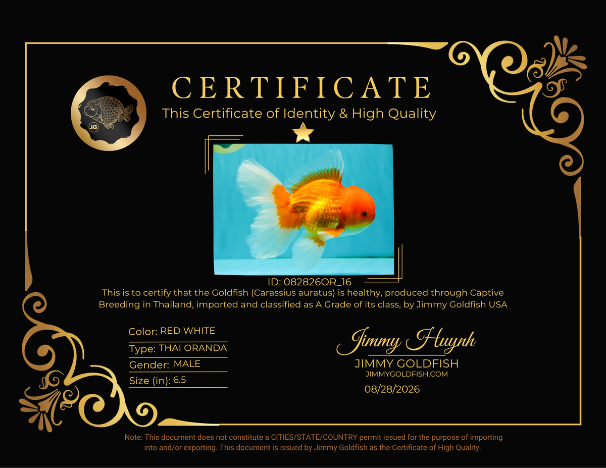 A Grade Red White Oranda Male 6.5 inches #082826OR_16