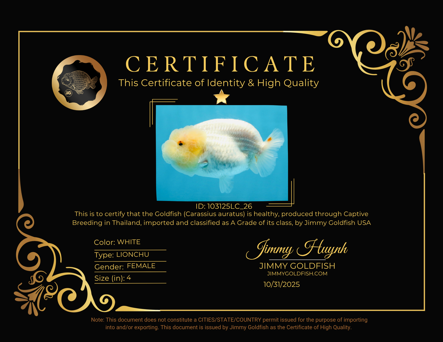 A Grade White LionQueen 4 inches #103125LC_26