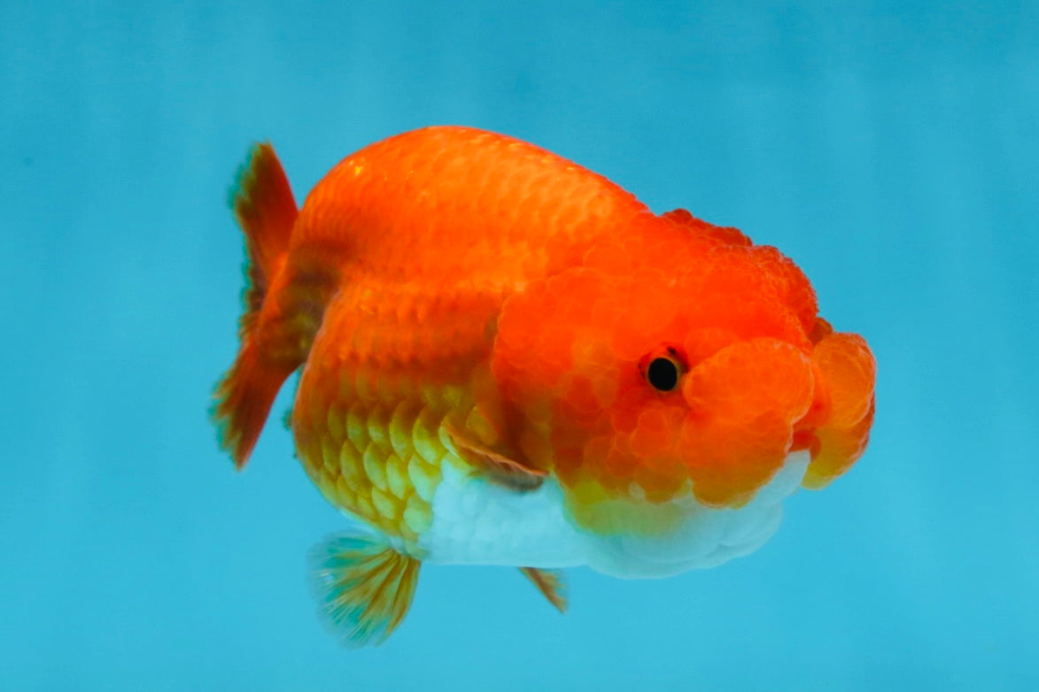 A Grade Red White LionQueen 4 inches #053025LC_07