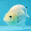 White Sakura Chinese Ranchu Female 4.5-5 inches #121225RC_04
