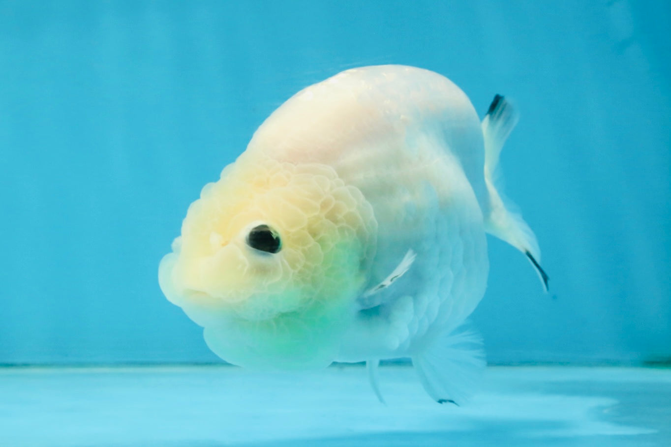 White Sakura Chinese Ranchu Female 4.5-5 inches #121225RC_04