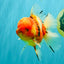 A Grade Sakura Oranda Male 5.5-6 inches #080726OR_19