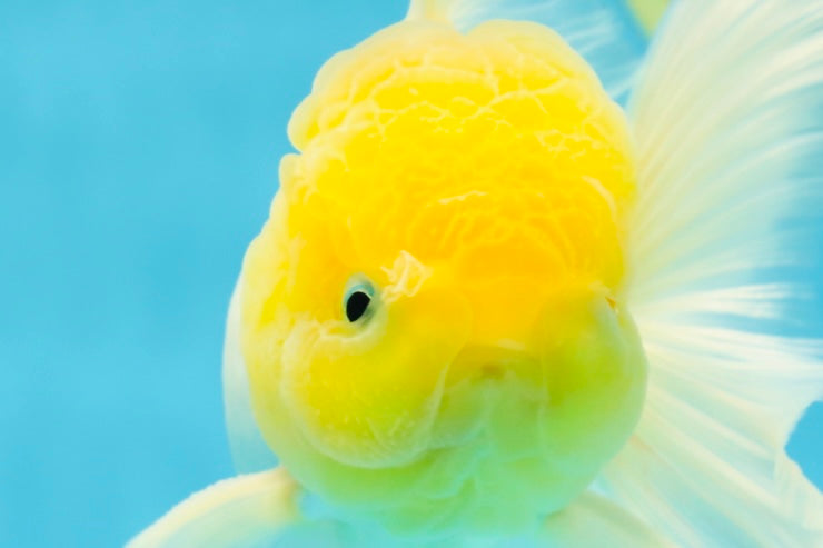 Big Wen A Grade Lemonhead Oranda Male 5 inches #042525OR_07