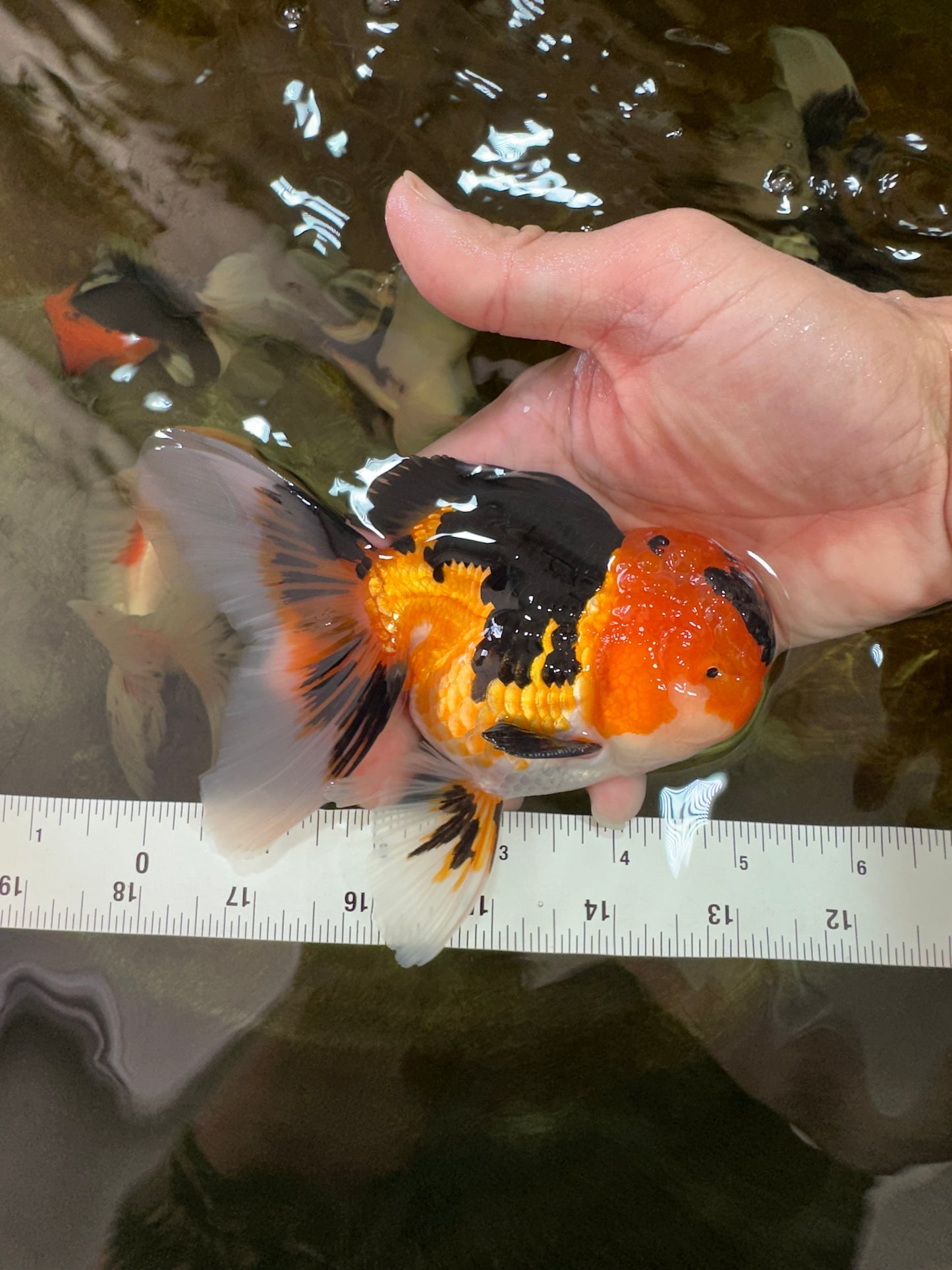 AAA Grade Tricolor Oranda Male 5-5.5 inches #051625OR_24