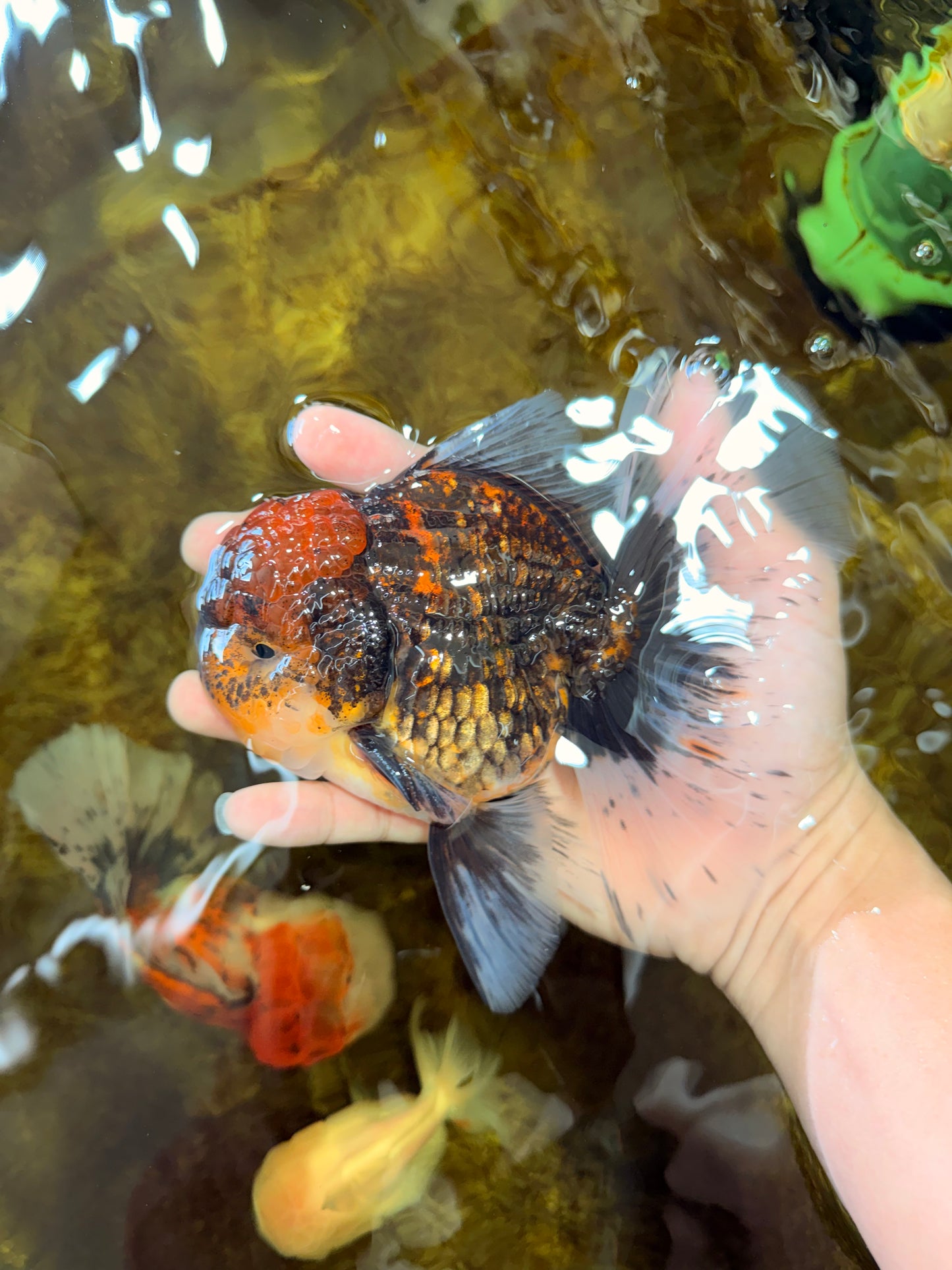CHONKY AAA Grade Tiger Oranda Male 6 inches #102425OR_19