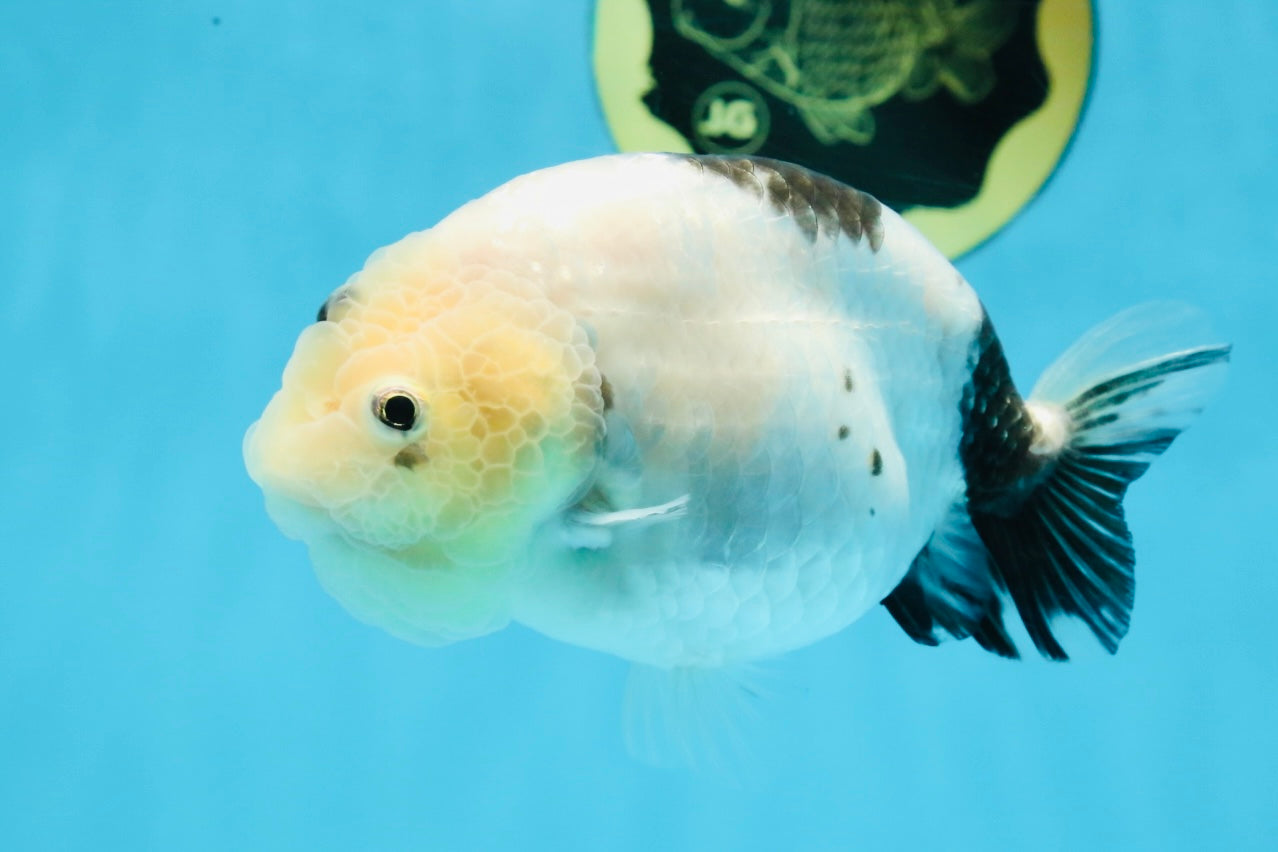 A Grade Chinese Cow Ranchu Female 4.5-5 inches #101725RC_18