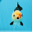 A Grade Tricolor Yuanbao Female 5 inches #0906YB_22