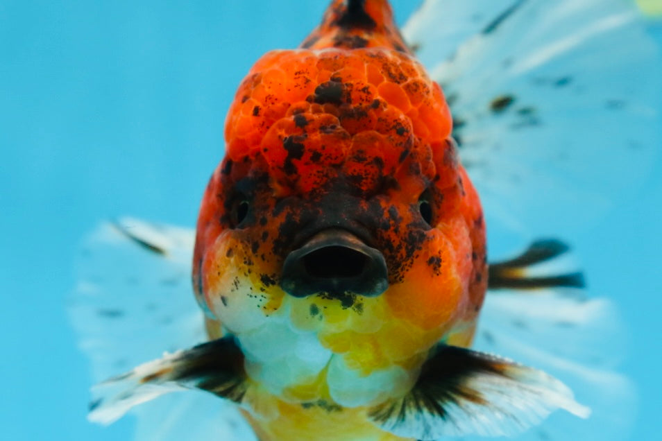 AAA Grade Young Godzilla Tiger Oranda Male 5.5 inches #080825OR_22