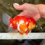 IRON MAN A Grade Red White Oranda Female 6-6.5 inches #080726OR_07