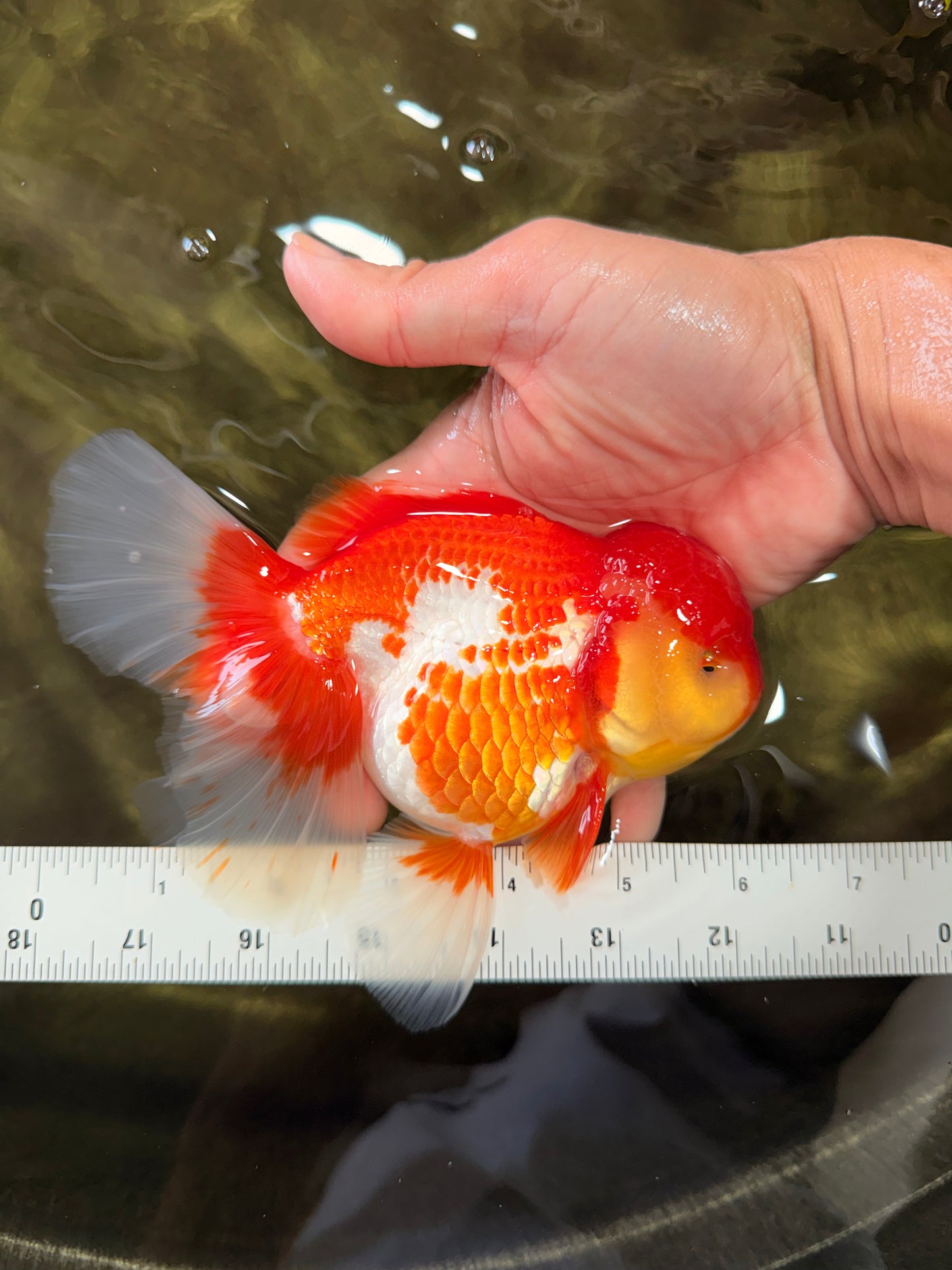 IRON MAN A Grade Red White Oranda Female 6-6.5 inches #080726OR_07