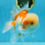 SUPER CUTE AAA Grade Red White Oranda Male 6 inches #082225OR_08