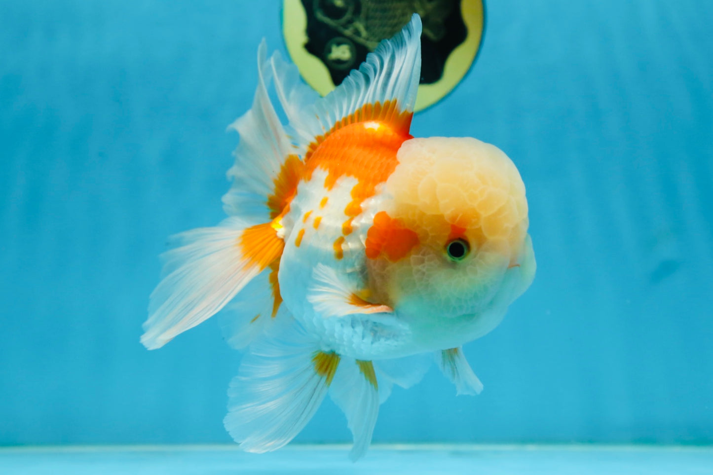 SUPER CUTE AAA Grade Red White Oranda Male 6 inches #082225OR_08