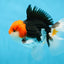 A Grade CHAPLIN Tricolor Oranda Male 5-5.5 inches #082925OR_07