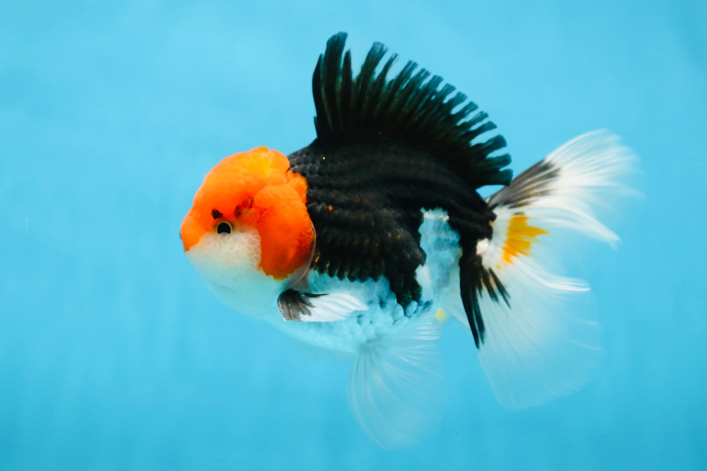 A Grade CHAPLIN Tricolor Oranda Male 5-5.5 inches #082925OR_07