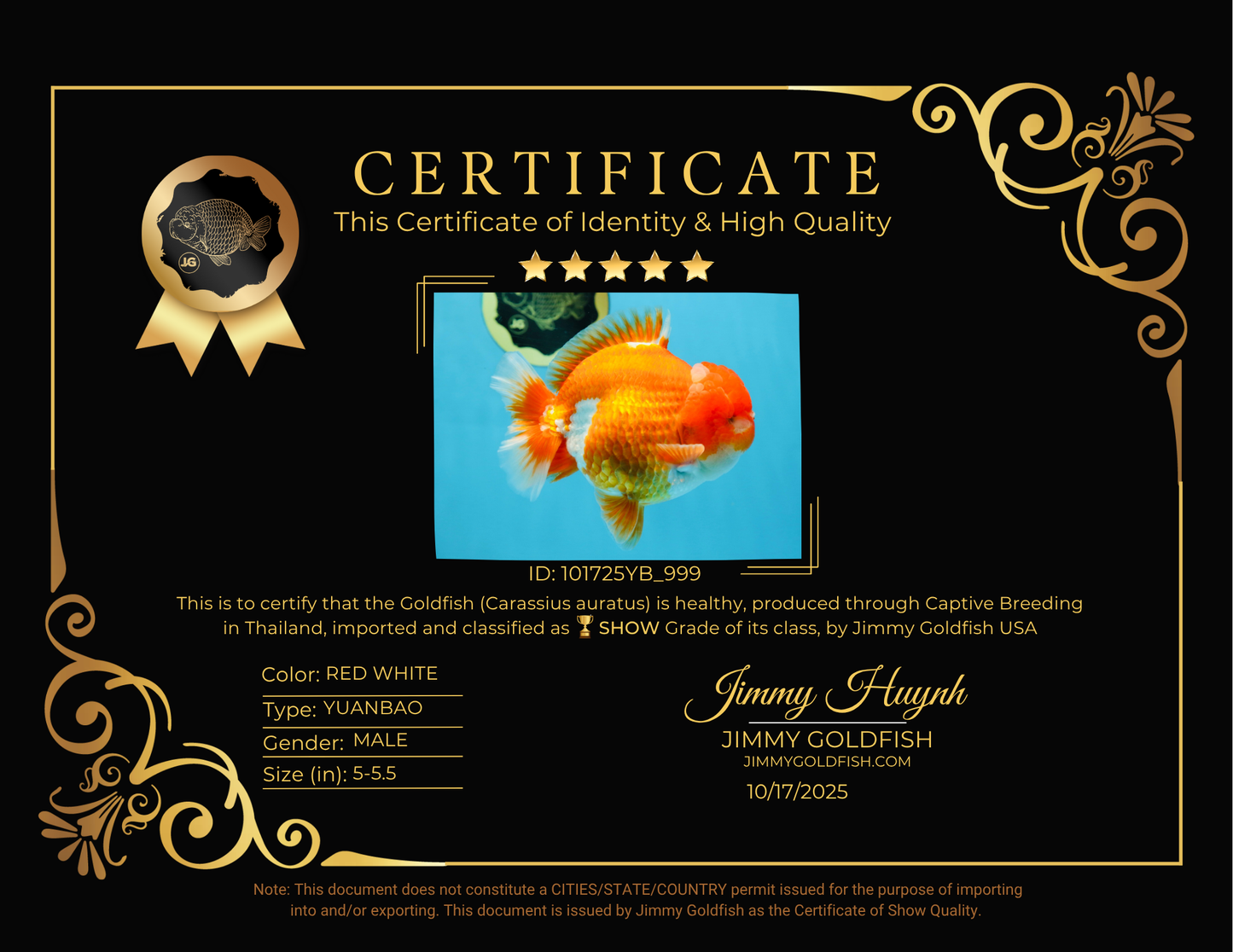 SHOW GRADE Godzilla Red White Yuanbao Male 5-5.5 inches #101725YB_999