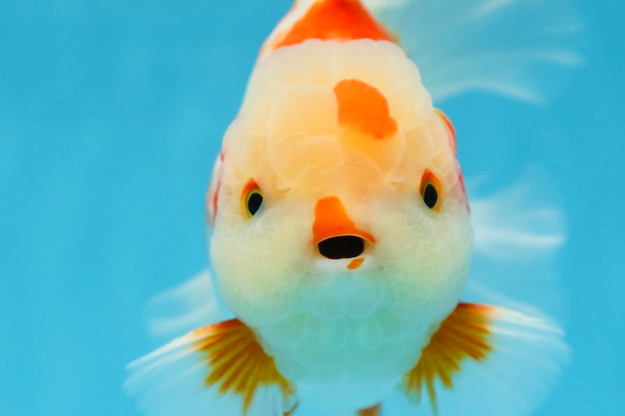 AAA Grade ADORABLE Red White Oranda Male 6 inches #090525OR_08