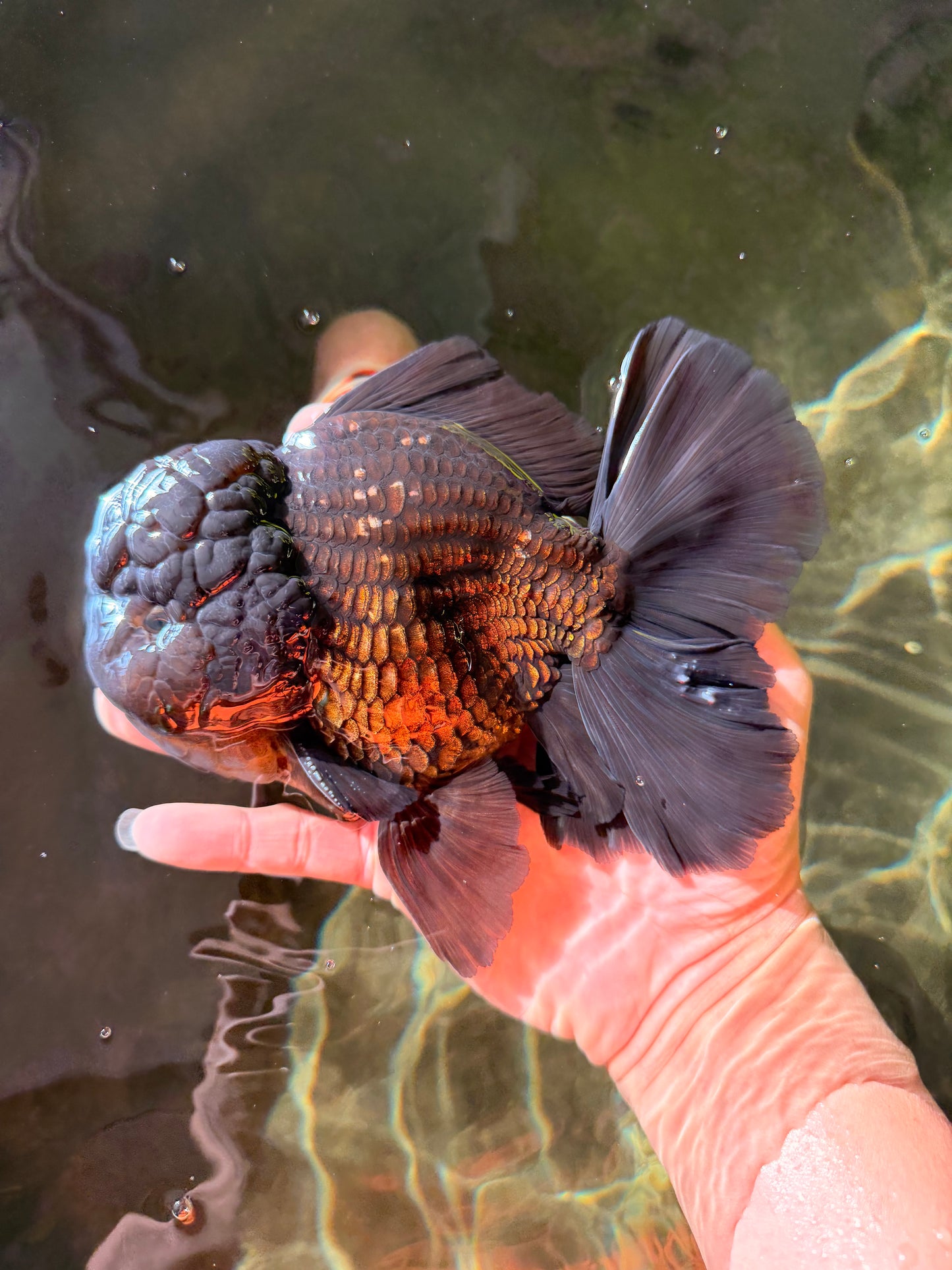 AAA Grade Godzilla Black Oranda Male 6.5 inches #032726OR_08