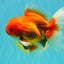 A Grade Red White Oranda Male 6 inches #101626OR_06