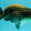 A Grade Blue Ranchu Male 6.5-7 inches #101626RC_24