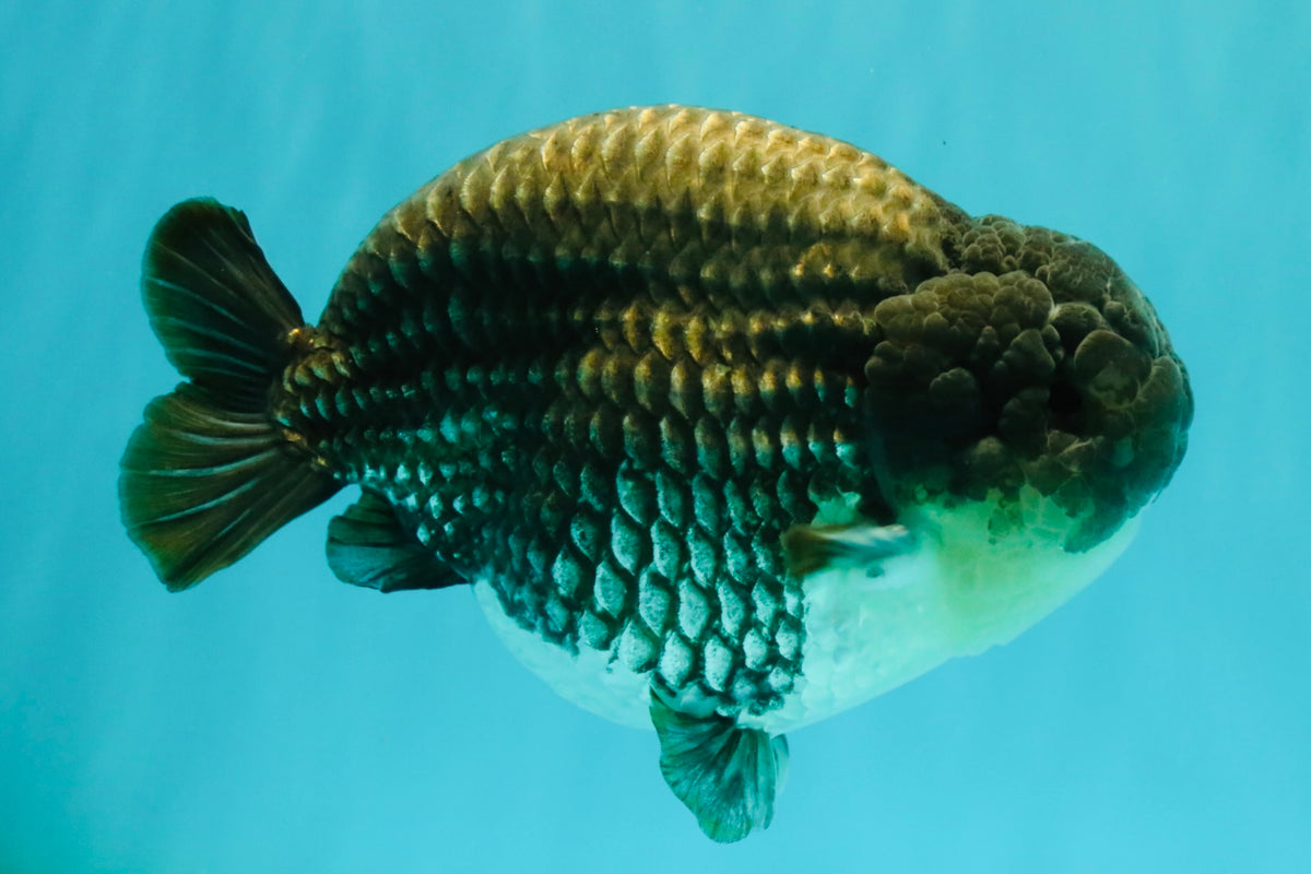 A Grade Blue Ranchu Male 6.5-7 inches #101626RC_24