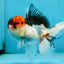 A Grade Tricolor Oranda Male 5 inches #060625OR_21