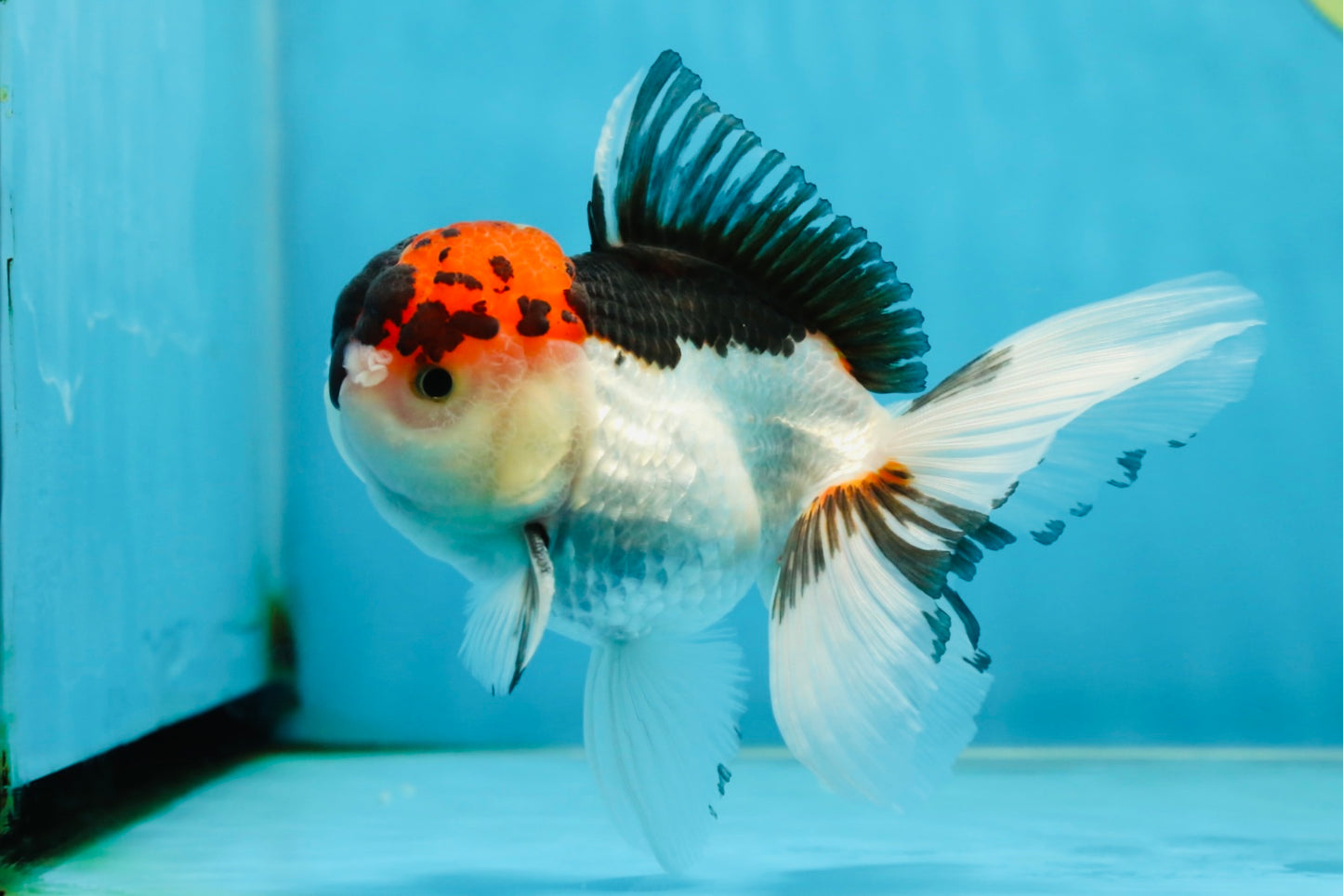 A Grade Tricolor Oranda Male 5 inches #060625OR_21