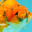 A Grade Tricolor Tiger Ranchu Male 5.5 inches #102326RC_05