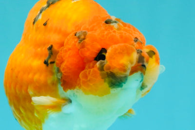 A Grade Tricolor Tiger Ranchu Male 5.5 inches #102326RC_05