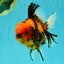 CHARLIE AAA Grade Beautiful Tiger Oranda Male 6-6.5 inches #061926OR_17