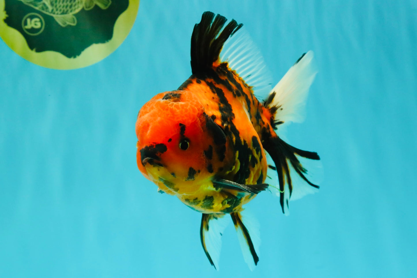 CHARLIE AAA Grade Beautiful Tiger Oranda Male 6-6.5 inches #061926OR_17