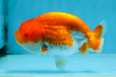 AAA Grade Red White LionQueen 4 inches #103125LC_22