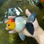 AAA Grade Special Tricolor Button Eyes Oranda Male 5 inches #080825OR_03
