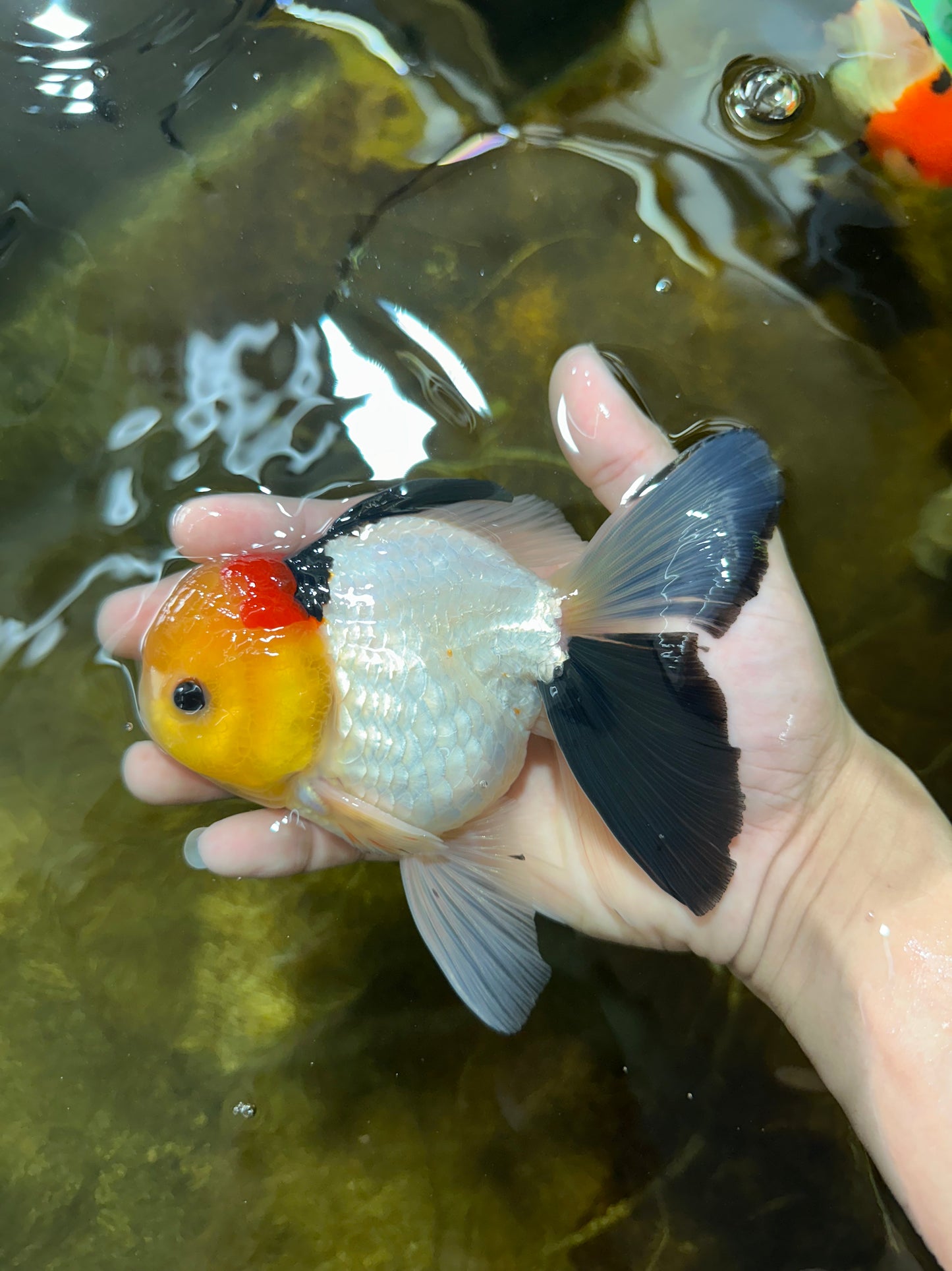 AAA Grade Special Tricolor Button Eyes Oranda Male 5 inches #080825OR_03