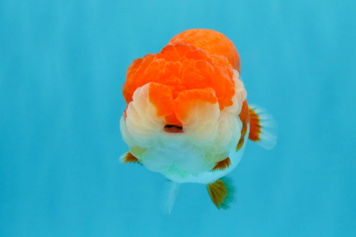 A Grade Red White LionQueen 4-4.5 inches #032726LC_14