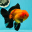 A Grade Apache (Black Orange) Oranda Male 5.5 inches #110124OR_09