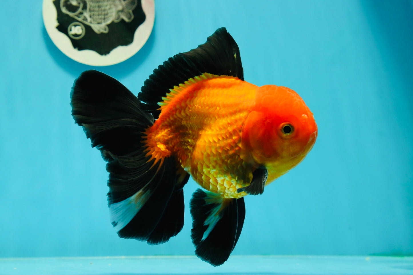 A Grade Apache (Black Orange) Oranda Male 5.5 inches #110124OR_09