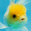 A Grade Lemonhead Oranda Male 5-5.5 inches #091925OR_03