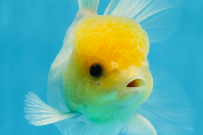 A Grade Lemonhead Oranda Male 5-5.5 inches #091925OR_03