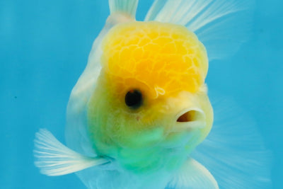 A Grade Lemonhead Oranda Male 5-5.5 inches #091925OR_03