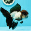 Oranda mâle tricolore de catégorie AAA 5 pouces #0517OR_06