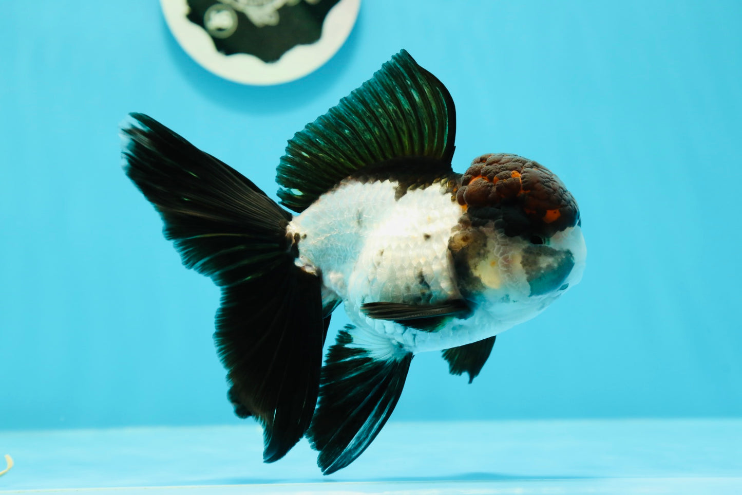 AAA Grade Tricolor Oranda Male 5 inches #0517OR_06