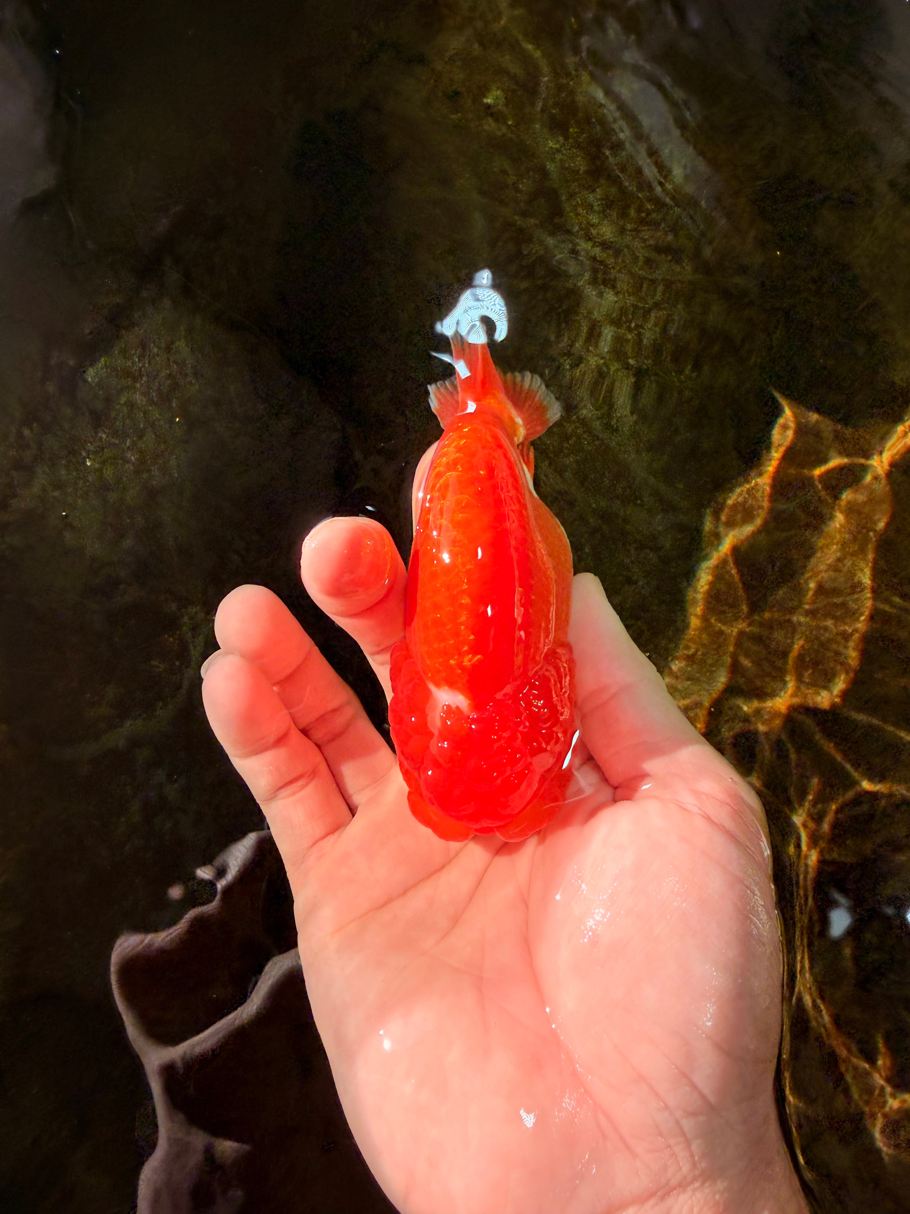 CHUBBY AAA Grade Red Head LionQueen 4-4.5 inches