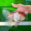 Mâle Oranda tricolore de catégorie A, marque de couleur unique, 7 pouces #0706OR_06