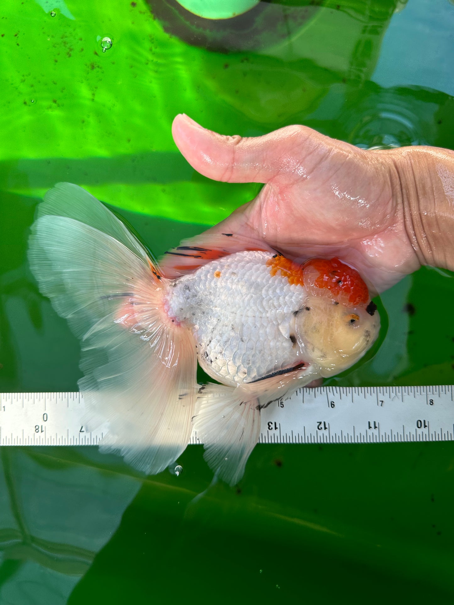 A Grade Tricolor Unique Color Mark Oranda Male 7 inches #0706OR_06