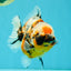 AAA Grade Marble Calico Yuanbao Female 5.5 inches #041726YB_19