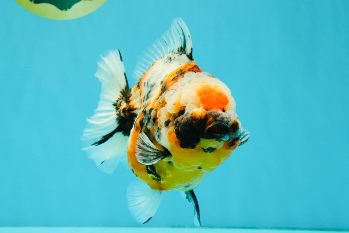 AAA Grade Marble Calico Yuanbao Female 5.5 inches #041726YB_19